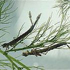 Damselfly and Dragonfly Nymphs Care Sheet