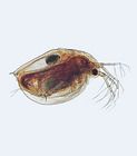 Care Guide Daphnia