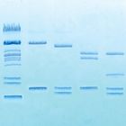DNA Barcoding I: Solving Old and New Problems in Biology