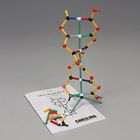 DNA Microarray Simulation