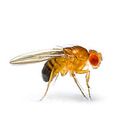 Care Guide Drosophila