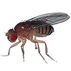 Nap Time for Drosophila!