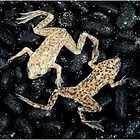 Care Guide: Dwarf Aquarium Frogs