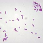 Real-World Classroom Connections: Hospital-Acquired Infections and Super Bugs