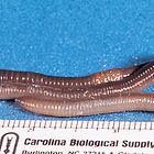 Anatomy of the Earthworm