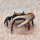 Care Guide: Fiddler Crabs