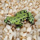 Fire Bellied Toads Care Sheet