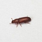 Flour Beetles Care Sheet
