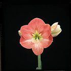 Bulbs Care Sheet