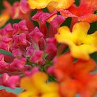 Flower Morphology Dichotomous Keys and a Crime to Solve