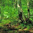 Simulating Succession Ecosystems Activity