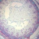 Techniques for Studying Bacteria and Fungi Manual