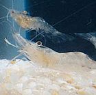 Ghost Shrimp Care Sheet