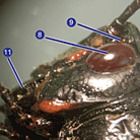 Anatomy of the Grasshopper