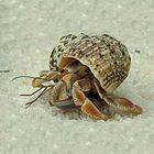 Care Guide: Land Hermit Crabs