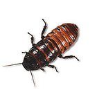 Hissing Roaches Care Sheet