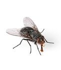 Care Guide: House Flies