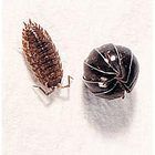 Care Guide: Terrestrial Isopods