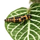 Living Organism Care Guide: Lady Beetle Larvae