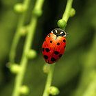 Lady Beetle Care Handling Instructions