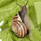 Land Snails Care Handling Instructions