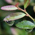 Transpiration in Plants