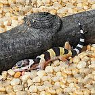 Leopard Gecko Care Sheet