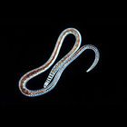 Lumbriculus Care Sheet