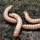 Mealworms Care Sheet