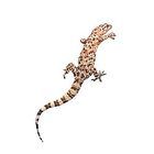 Mediterranean Gecko Care Sheet