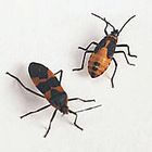 Care Guide: Milkweed Bugs