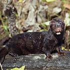 On the Cutting Edge: Think Mink!