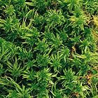 Moss Care Sheet