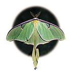 Moth Cocoons Care Sheet
