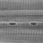 Glycerinated Muscle Activity