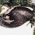 Freshwater Mussel Care Sheet
