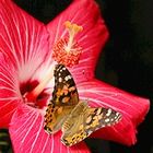 Watch Imaginations Take Flight with Butterflies in the Classroom