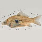 Anatomy of the Perch