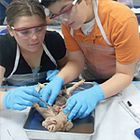 Preserved Specimens:  Safety, Storage, and Disposal