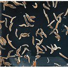 Care Guide: Planaria