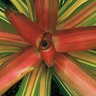 Plant Biodiversity Field Activity