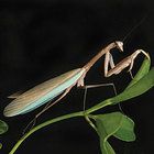 Praying Mantis Care Sheet
