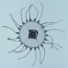 Explore Animal Diversity with Microscope Slides