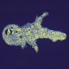 For Better or for Worse Protozoan Relationships