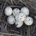 How to Hatch Chicken and Quail Eggs Care Sheet