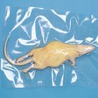 On the Cutting Edge: Rat Dissection