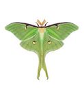 Care Guide: Saturniid Moths