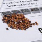 Carolina LabSheets&trade;: Seedling Genetics (Sorghum)