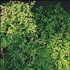 Selaginella Care Sheet