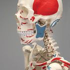 Teach a Lesson about the Human Skeleton